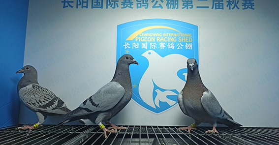 杰出鸽舍-李杰 河南省 新乡市 卫滨区 16-0843441 灰杰出鸽舍-李杰