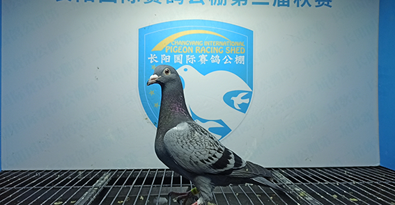 2024年长阳国际赛鸽公棚5月2日幼鸽入棚照(5)