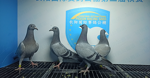 2024年长阳国际赛鸽公棚5月5日幼鸽入棚照(3)