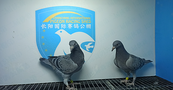 2024年长阳国际赛鸽公棚5月6日幼鸽入棚照