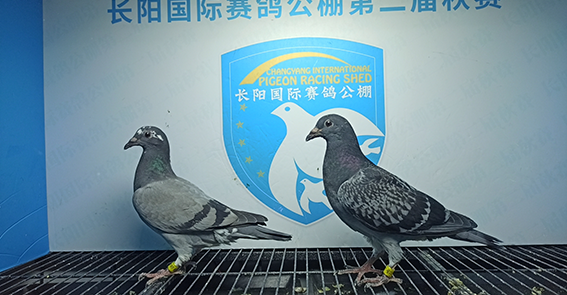 2024年长阳国际赛鸽公棚5月6日幼鸽入棚照