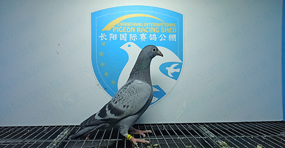 2024年长阳国际赛鸽公棚5月6日幼鸽入棚照