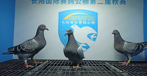 2024年长阳国际赛鸽公棚5月11日幼鸽入棚照(2)