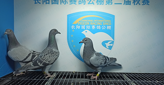 2024年长阳国际赛鸽公棚5月12日幼鸽入棚照(4)