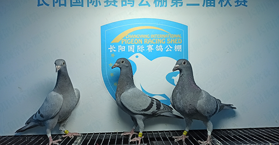 2024年长阳国际赛鸽公棚5月12日幼鸽入棚照(4)
