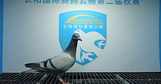 2024年长阳国际赛鸽公棚5月12日幼鸽入棚照(4)