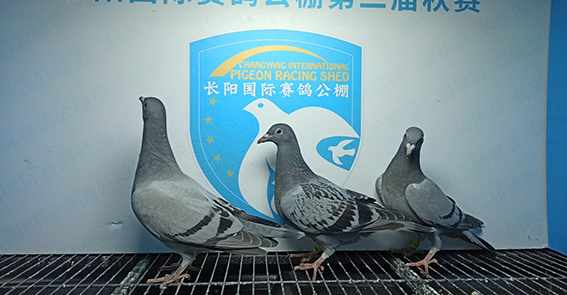 2024年长阳国际赛鸽公棚5月12日幼鸽入棚照(4)