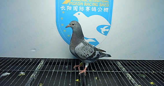 雷鸣-霍力鹏 宋喜强 河北省 邯郸市 03-2838230 灰雷鸣-霍力鹏 宋喜强