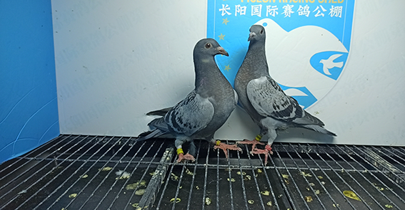 永胜鸽业-朱永生 张洪超 河南省 开封市 祥符区 16-0448838 雨点我会