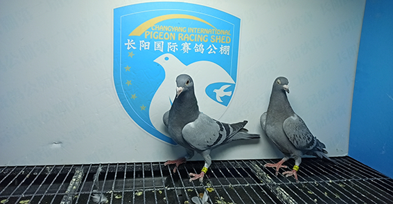 2024年长阳国际赛鸽公棚5月16日幼鸽入棚照(2)