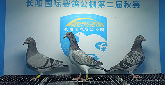 2024年长阳国际赛鸽公棚5月17日幼鸽入棚照(1)