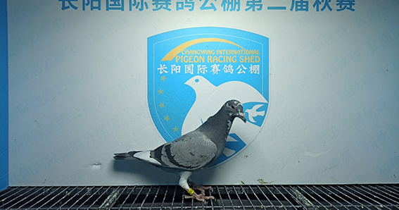 2024年长阳国际赛鸽公棚5月18日幼鸽入棚照(1)