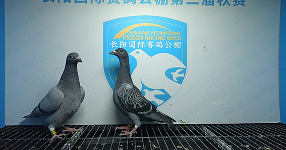 2024年长阳国际赛鸽公棚5月18日幼鸽入棚照(1)