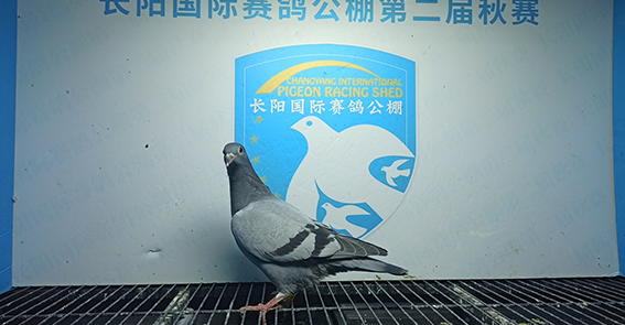 灰白条腾信鸽舍-王松 北京市 房山区 01-0502662 花三河李亚东 河北省