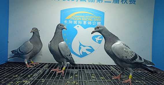 三河李亚东 河北省 廊坊市 三河市 01-0428305 灰腾信鸽舍-王松 北京