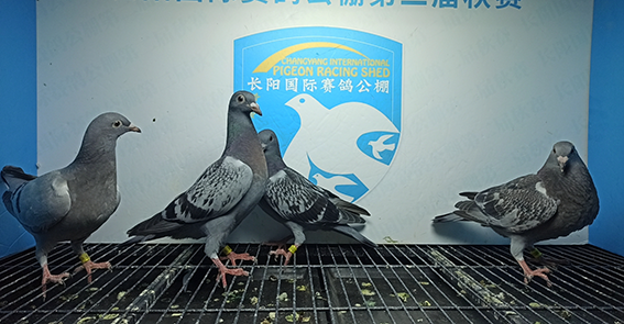 2024年长阳国际赛鸽公棚5月27日幼鸽入棚照(1)