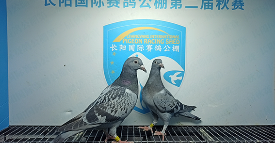 李亚东北京市房山区01-0334769雨点李亚东北京市房山区01-0334774灰