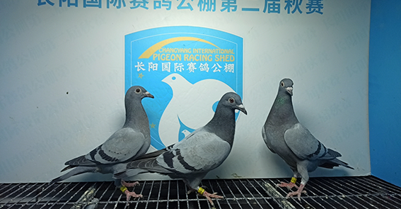 李亚东北京市房山区01-0334774灰赵四海北京市房山区01-1511513雨点皇