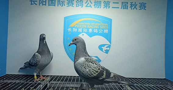 市房山区01-1486931红轮李亚东北京市房山区01-1486939灰韩显堂 闫宏