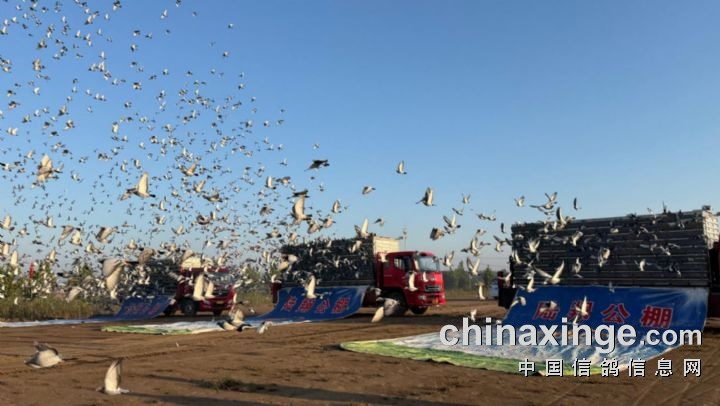 陆翔公棚:180公里资格赛比赛全纪录 - 河北陆翔国际赛鸽公棚 - 中信网各地公棚